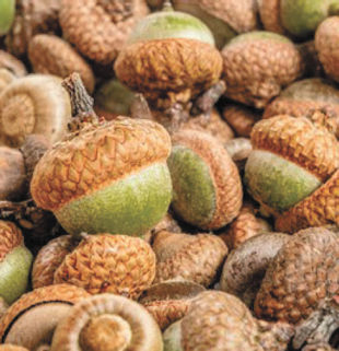 Our driveway is overshadowed by a lot of oak trees. This year there are an unusual amount of acorns falling. We have lived in Clinton for 10 years in the same house and we have observed great differences in the acorn crop. This year is about the largest we have ever seen. Is the size of the acorn crop an indication of the coming winter weather? Richard