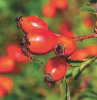 Proper Care of Rose Hips