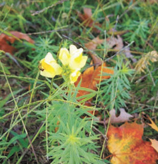 Common Toadflax