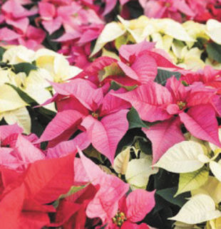 All About Poinsettias