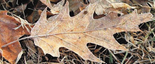 Acidity of Fallen Oak Leaves