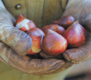 Planting Bulbs In Spring