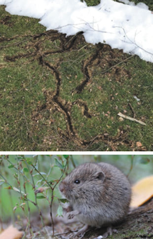 How To Trap Voles Out of Your Yard or Garden. 