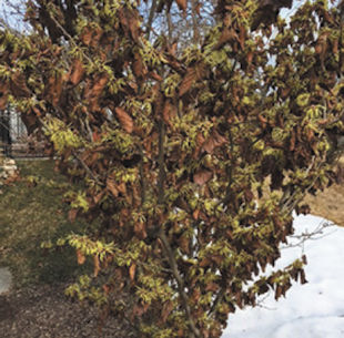 Witch Hazel Not Losing Its Leaves