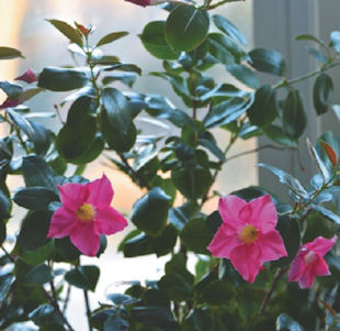 Mandevilla Plant Blooming