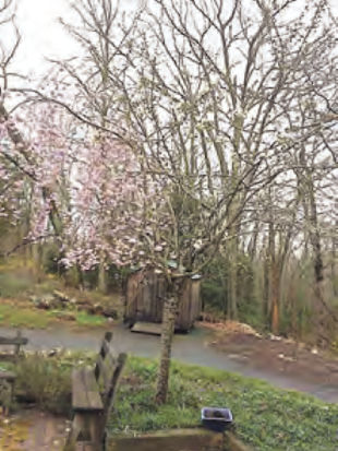 Unusual Weeping Cherry Tree Blooming