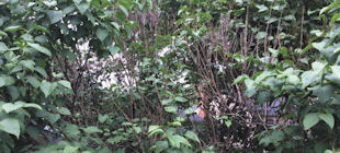 Leaf Loss on Lilac Bush