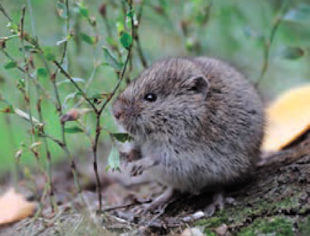 Vole Garden Damage