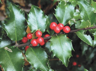 Safely Pruning A Holly Bush