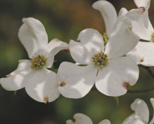 Flowering Dogwood