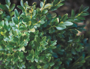 A Healthy Boxwood