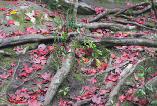 Tree Roots Above Ground