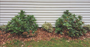 Pruning Hydrangea Bushes