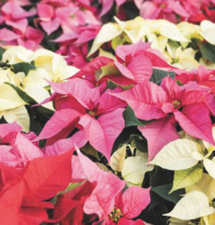 Poinsettias