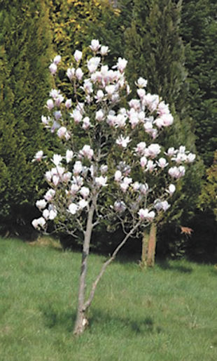 Protecting a Magnolia Tree from Winter