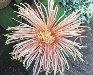 Spider Mum