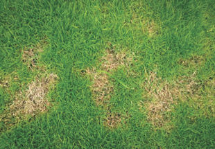 Dog Urine Effects on Lawn