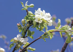 Cherry Tree Dropping Fruit