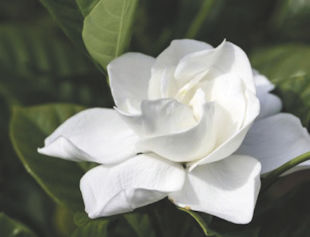 Caring For Gardenia Plants