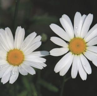Caring for Montauk Daisies