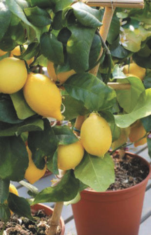 Growing Indoor Citrus Trees