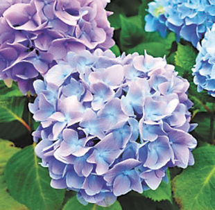 Cutting back a Hydrangea