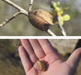 Praying Mantis Egg Sacs