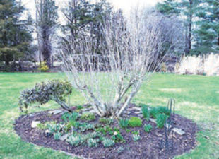 Rose of Sharon Pruning