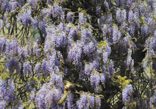 Wisteria Blooming Problem