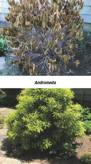 Andromeda Shrub Health