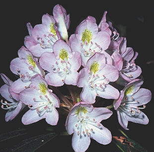 Rhododendron Late Blooming