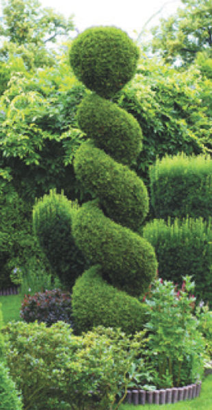 A mature spiral-cut Arborvitae