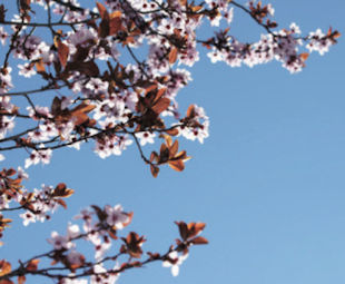 Thundercloud Flowering Plum