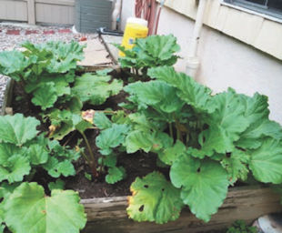 Improving growth of Rhubarb