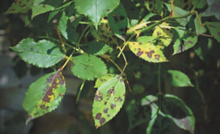 Black Spot Fungal Disease, Part 1