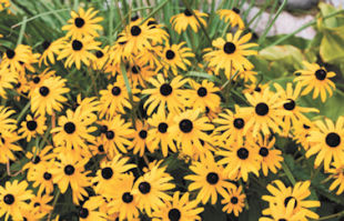 Black-Eyed Susans Not Blooming