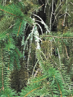 Lichen on Norway Spruce Tree