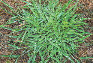 Crabgrass