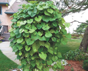 Morning Glories