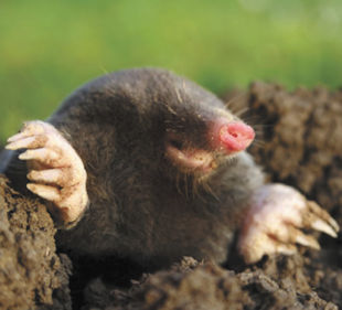 Mole Management