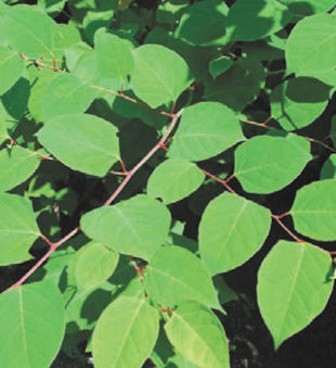 Japanese Knotweed