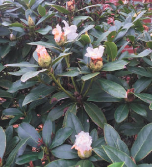 Rhododendrons Partially Blooming