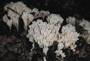 Crown-tipped Coral Fungus