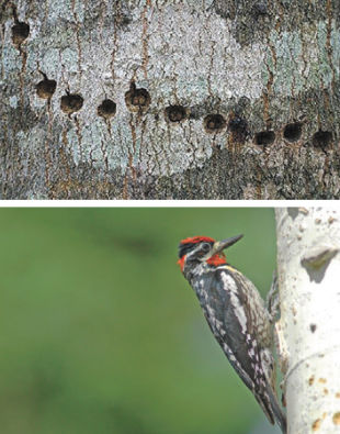 Yellow-bellied Sapsucker Holes