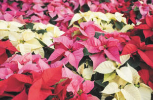 Christmas Poinsettias