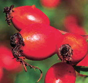 Rose Hips