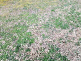 Chemical Fertilizer Lawn Damage