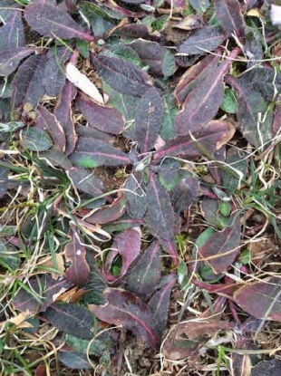 Shiny Cudweed or Rabbit Tobacco