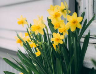 Problems with Daffodils Returning