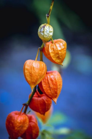 Flea Beetle Chinese Lantern Damage